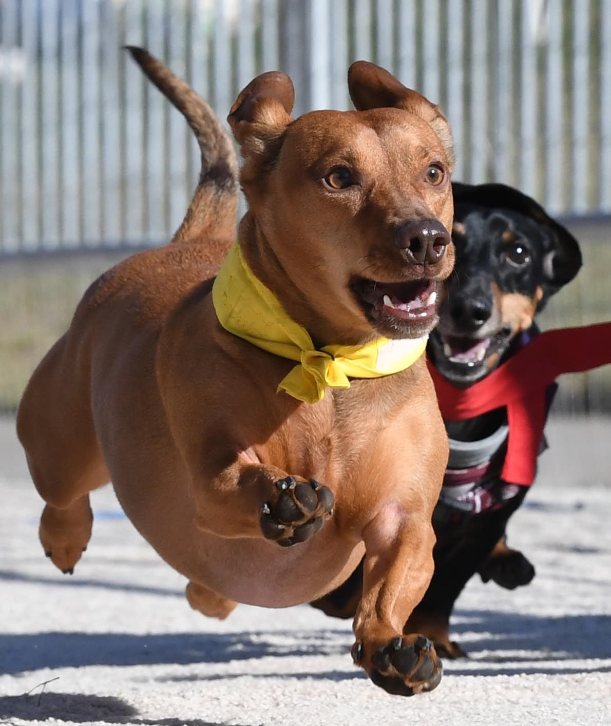 Weiner Fest 2017 40.jpg
